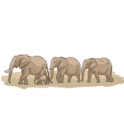 a parade of elephants